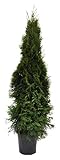 Thuja occidentalis 'Smaragd' 120 cm – Winterhart, Immergrün, Pflegeleicht – Lebensbaum – Heckenpflanze für Garten & Sichtschutz