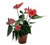 Flamingoblume, (Anthurium), pflegeleichte Zimmerpflanze, im 12cm Topf, (Rot, Sorte: Red Champion)