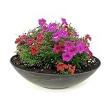 matches21 wetterfeste Pflanzschale für draussen - große Dekoschale in schwarz marmoriert als Blumenschale - Flache Garten Schale in 35 cm für Blumen, Bonsai oder Friedhof Grab-Schmuck