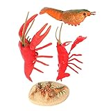 COSMEVIVI Modellkrabben Lernspielzeug Lebenszyklus Krebse Figurenspiel Natürliche Wissenschaft Kreatives Kognitive Biologische Aquarium Deko