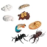 JUMPLAWN 8 Stück Teiliges Ameisen Lebenszyklus Modell Realistische Arbeiterameise Figuren Pädagogisches Insekten Wachstums und Evolutionsspielzeug für Detaillierte PVC Materialien