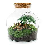 Flaschengarten • Little Joe • Ökosystem mit Pflanzen im Glas • ↑ 21,5 cm - DIY - Terrarium Komplett Set - Pflanzenterrarium - urbanjngl | Terrarium Package