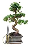 Genki-Bonsai Starterset Chinesischer Liguster ca. 30–35 cm – 3-teiliges Bonsai Komplettset mit Schere & Untersetzer – pflegeleichter Indoor-Zimmerbonsai für Anfänger & Fortgeschrittene