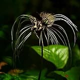 Fledermausblume, exotische Tacca chantrieri, wildblumensamen alte sorten steingartenpflanzen winterhart 100Samen