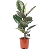 Gummibaum - pflegeleichte Zimmerpflanze, Ficus elastica 'Robusta' - Höhe ca. 50 cm, Topf-Ø 17 cm