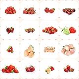 25 pcs erdbeeren samen bio obst samen winterharte kübelpflanzen erdbeersamen erdbeer samen spalierobst balkonpflanzen winterhart obstsamen bio saatgut säulenobstbäume bonsai topf