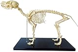 Hundeskelettmodell, Hundeskelettmodell mit Kunststoffständer, Unterricht in Tieranatomie und menschlicher Biologie, Veterinärunterricht