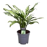 Aglaonema Juliette - Kolbenfaden - Zimmerpflanze - 40cm - ø12cm