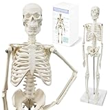 45 cm Hoch Menschliches Skelett Modell für Anatomie,Menschliches Körpermodell,Ganzkörper mit beweglichen Armen, Beinknochenstrukturen, Ganze Wirbelsäulenrippen des Skelettmodells sind integriert