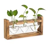 Glasseam Glas Propagation Station für Pflanzen: Vintage Vasen Deko mit Holz Rahmen Set für Home Wohnzimmer Büro Regal Tischdeko Fensterbank - Blumenvase Klein Plant Terrarium für Blumen Hydroponic