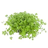 WASSERPFLANZEN WOLFF - Teppich ca. 150x100 mm Perlenkraut/Micranthemum umbrosum | Dichter, niedriger Busch | Bodendecker Aquariumpflanze Vordergrund | Aquascape | Matte