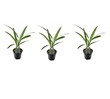 3er-Set Chinesische Hanfpalme Trachycarpus Fortunei, ca. 25 cm Höhe - Winterharte Palme für Garten und Terrasse - Exotische Pflanze für Innen- und Außenbereich