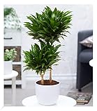 BALDUR Garten Dracena 'Compacta' ca. 55 cm hoch, 1 Pflanze, Dracaena fragrans, Luftreinigende Zimmerpflanze, Grünpflanze, mehrjährig - frostfrei halten