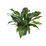 Flamingoblume - Anthurium Jungle Bush - Zimmerpflanze - Ø30cm - 70cm