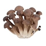 Cabilock Künstliche Pilzfigur Garten Deko Große PVC Skulptur Wetterfest Lebensecht Bunte Gartendekoration Vielseitig für Terrasse Balkon Wohnzimmer