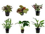 Tropica Mitte Set mit 6 Topf Pflanzen Aquariumpflanzenset Nr.22 Wasserpflanzen Aquarium Aquariumpflanzen