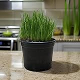 Ultrasoftgras (weiches Katzengras) - fertig gewachsen - 1 x 12cm Topf