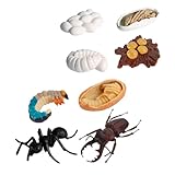 JOINPAYA 8 Stück Teiliges Realistisches Insekten Wachstumszyklus Modell Detailgetreute Arbeiterameisen Simulation Pädagogisches und Dekoratives Lernmodell für Kinderzimmer