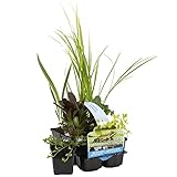 Bloomique - 6er Set - Reinigende Teichpflanzen - Wasserpflanzen Miniteich - Zone 1 & 2 - Winterhart - Höhe 15-25 cm - Topf 9 cm