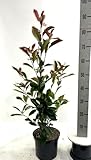 10st. Photinia 'Red Robin' 80–120 cm | immergrün, winterhart, schnellwachsend | roter Austrieb | ideal für Hecke oder Solitär | im Topf