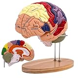 Menschliches Gehirn Modell für Anatomie Neuroanatomie, 2X Lebensgroßes Zerlegbar Bunt Anatomie Modell 4-Teiliges Human Brain Model für Medizinisches Lehren, Bildung, Display