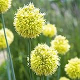 Allium Zwiebeln-Winterhart MehrjäHrig,Allium Giganteum Zwiebeln,Allium Giganteum Zwiebeln Knollen,Allium Zwiebeln Groß,Zierblumen,Winterharte Zwiebel-8zwiebeln-a