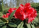 Großblumige Alpenrose Taurus - Rhododendron hybride Taurus 30-40cm