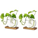 Tischplatte hängen Glas Pflanzer Pcs von 2 Vermehrungsstation Moderne Blumenknospe Vase in Holz Stehen für Hydroponik Pflanzen Stecklinge Büro Home Decoration