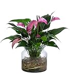 Dehner Waterplant Flamingoblume, Anthurium Zizou, Wasserpflanze im Glas, Ø 16 cm, Höhe 35 cm, Zimmerpflanze, lila