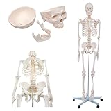 Sport-Tec menschliches Skelett, Skelett lebensgroß, Human Design Anatomie Modell, Skelett Modell der menschliche Körper, medizinische Schulungsmaterialien, Science Kit mit Schädel Modell, Schulskelett