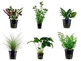 Tropica Einsteiger Set mit 6 einfachen Topf Pflanzen Aquariumpflanzenset Nr.3 Wasserpflanzen Aquarium Aquariumpflanzen