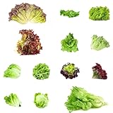 pflücksalat samen bio, bonsai samen kräutergarten kopfsalat bio saatgut alte sorten exotische pflanzen winterhart gemüsepflanzen hochbeet garten pflanzen winterharte winterharte 800pcs