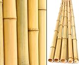 10er Set Bambusrohre 240cm gelb Gebleicht mit 4,8-6cm Durchmesser - 2,4m Lange Bambusstangen (BAYS2405)