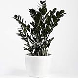 Premium Zamioculcas Raven | Indoor Schwarze Glücksfeder Pflanze für Zuhause oder Büro | 30-40cm