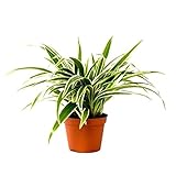 Chlorophytum Laxum - ca. 30 cm Zimmerpflanze | Robuste Grünlilie für Innenräume | Pflegeleichte Luftreiniger-Pflanze