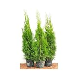 Edel Thuja Smaragd immergrüner Lebensbaum Heckenpflanze Zypresse im Topf gewachsen 100-120cm (1 Stück)