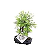 Plant in a Box - Outdoor Bonsai Metasequoia Forest - Bonsai - Topf 15cm - Höhe 20-30cm