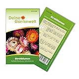 Strohblumen Gefüllte Mischung Samen - Helichrysum bracteatum - Strohblumensamen - Blumensamen - Saatgut für 150 Pflanzen