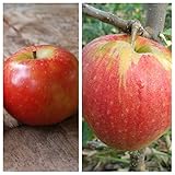 Familienbaum Duo Apfel Halbstamm Elstar - Jonagold