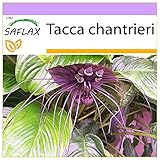 SAFLAX - Fledermausblume - 10 Samen - Tacca chantrieri