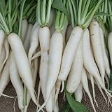 Radieschen Eiszapfen ca. 400 Samen - bis zu 12 cm lange, weiße Radieschen