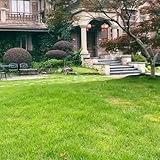 Rasensamen, Grassamen, Rasensamen Schnellkeimend Herbst, für sonnige plätze bodendecker winterhart mehrjährig 500pcs