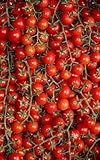 Tomate 'Cerise', Cherry Tomaten, herrlich süß.