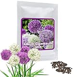 Magic of Nature Riesen Zierlauch - 60 Samen je Pack - Riesenlauch - Winterharte Zierpflanze für Deinen Garten - Violette und weiße Blütenfarbe gemischt - Allium giganteum - mehrjährig
