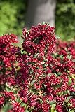 Weigela 'Eva Rathke' 60-100 cm - Weigelie, karminrote Blüten, Blütezeit Mai-Juni, ideal für Hecken und Rabatten, bienenfreundlich, pflegeleicht