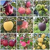 120 pcs apfel samen zum pflanzen, pflanze echt, bio saatgut alte sorten säulenapfelbaum - Malus pumila - sukkulenten samen, samen balkon säulen obstbäume, pflanze pflanzen für garten,