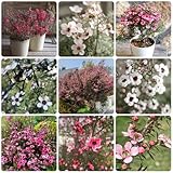 manukasamen balkonpflanzen, züchten manuka garten winterhart zimmerpflanzen, schnell wachsende 350pcs