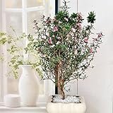 manukasamen immergrüne winterhart, hecken manuka zimmerpflanzen, winterharte indoor gartenblumen 300pcs