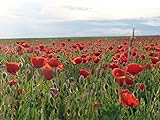 Klatschmohn Samen lat. Papaver, roter Mohnsamen als Mohnwiese für Bienen & Hummeln, rote leuchtende Blüten, rote Mohnblume (1500 Samen)