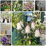 30 Pcs Glockenblume Pflanze Samen - Campanula Medium - Blumensamen Balkon, Winterharte Kübelpflanzen Glockenblume Samen, Kräuterpflanzen, Blumen Für Balkon Seltene Pflanzen, Wohnzimmer